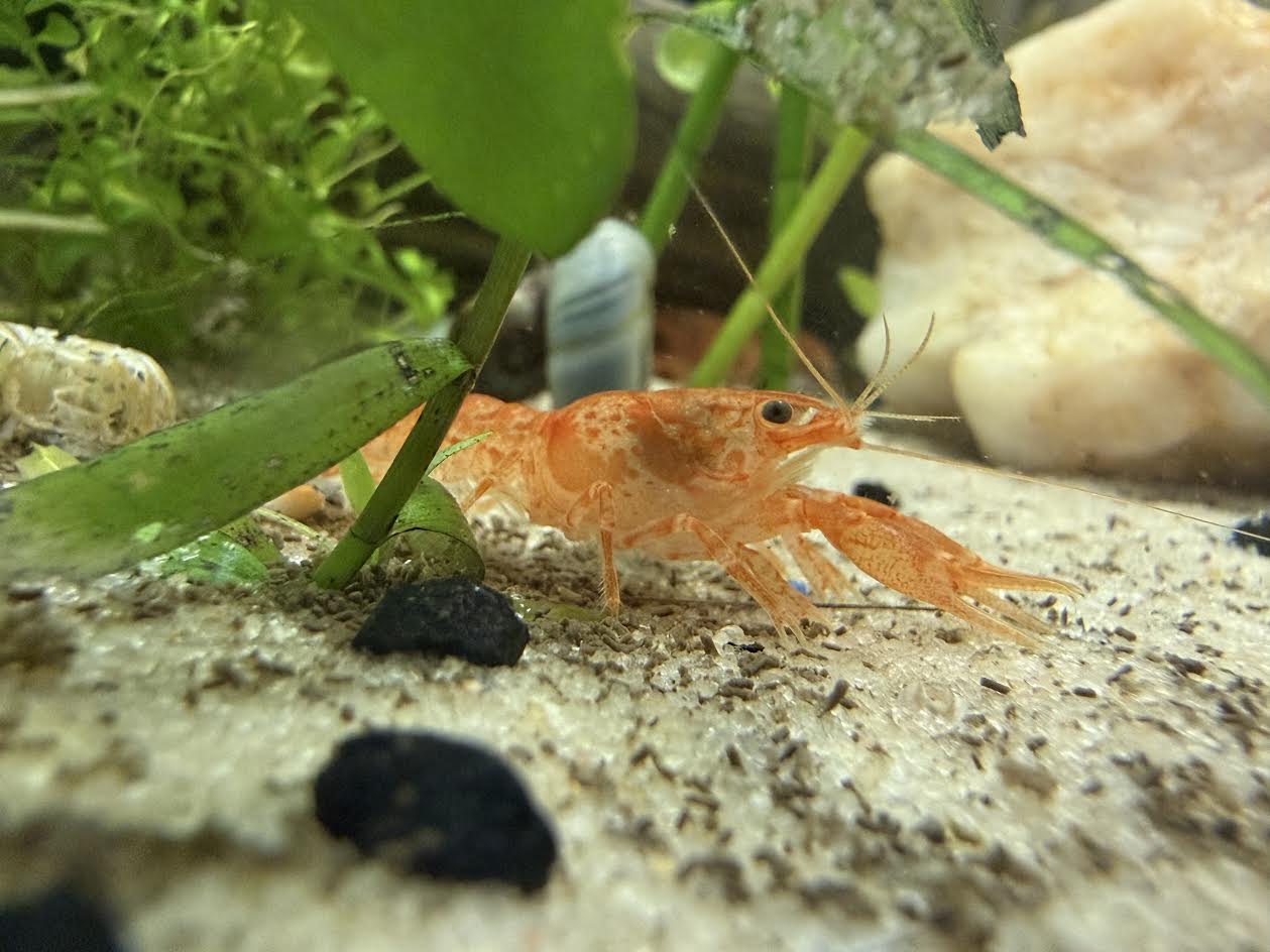 CPO Mexican dwarf crayfish detail