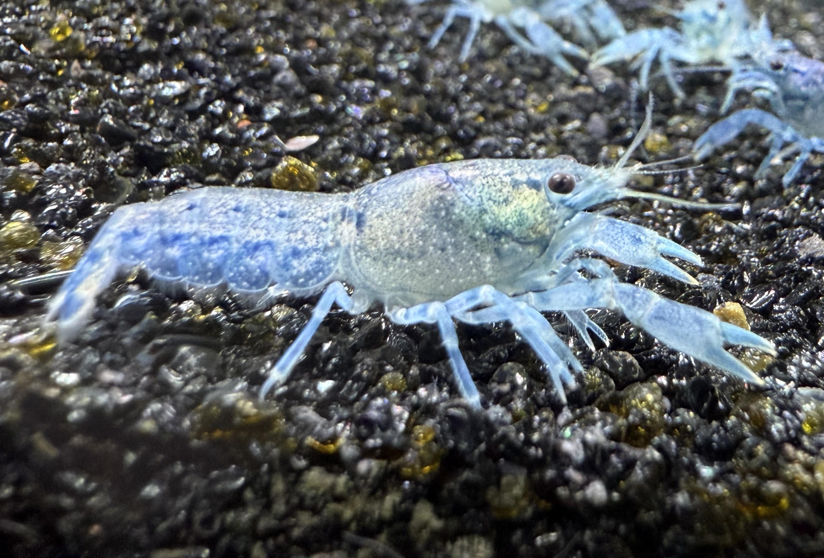 Light Brazos dwarf crayfish