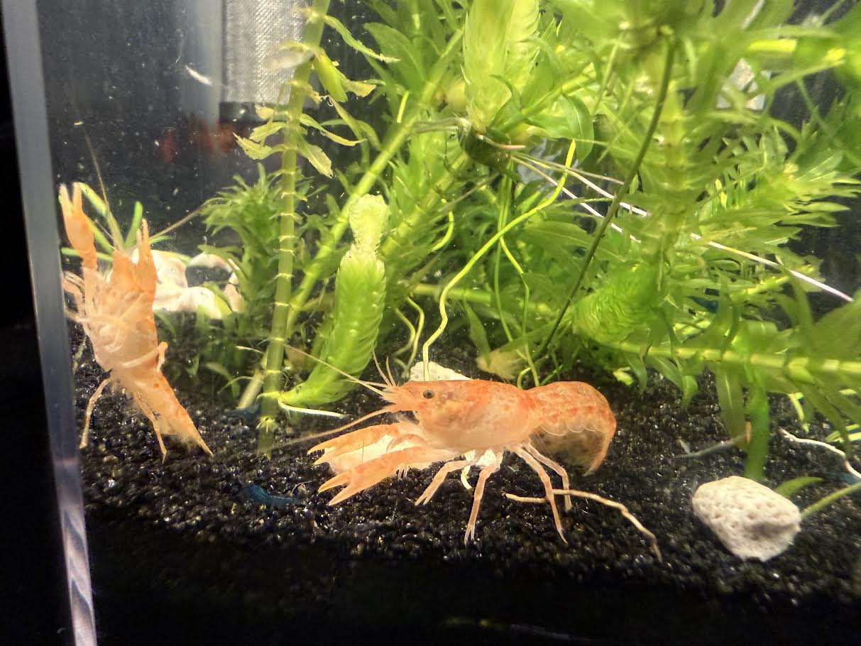CPO Mexican dwarf crayfish