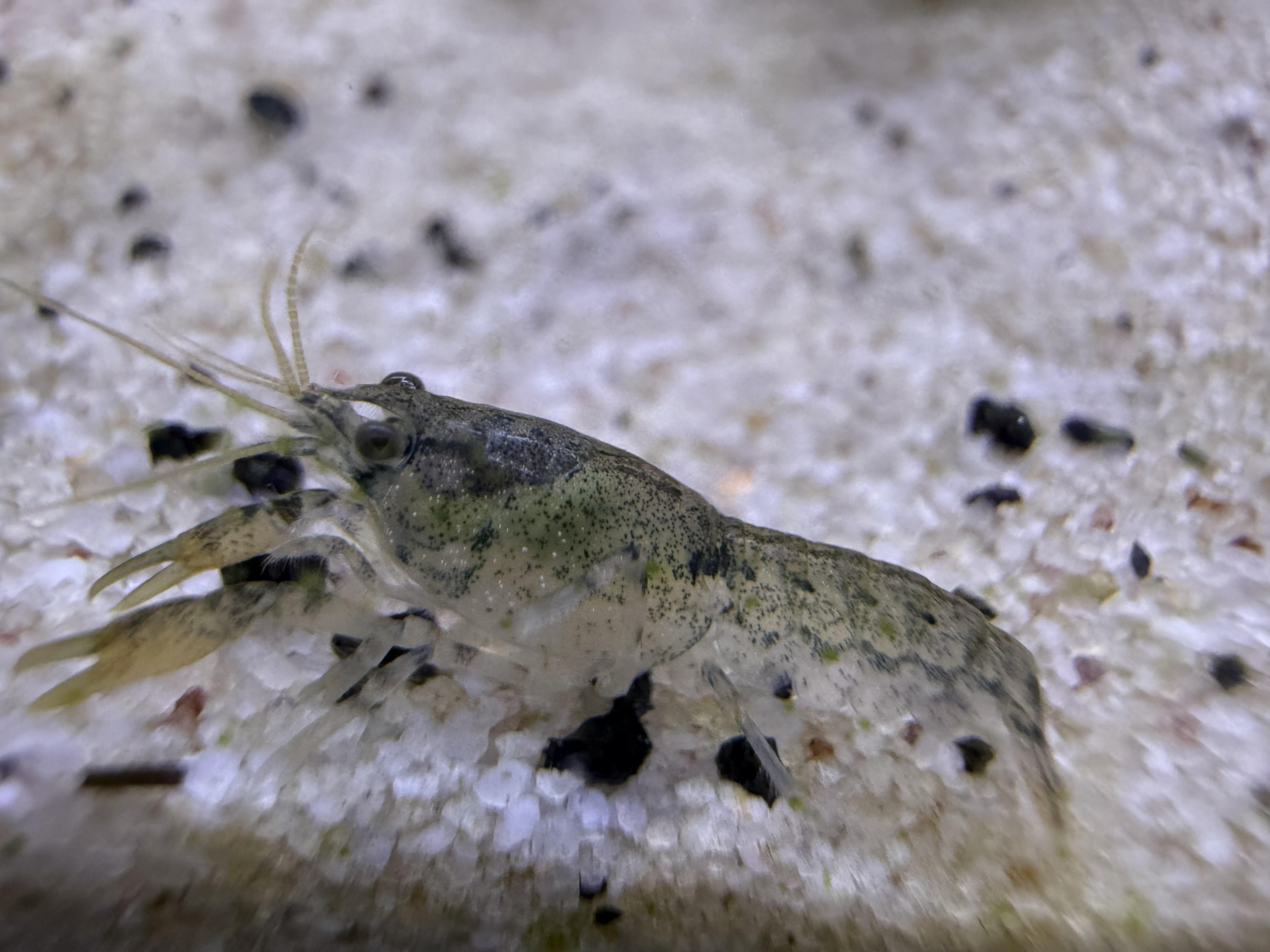 Cambarellus diminutus least dwarf crayfish