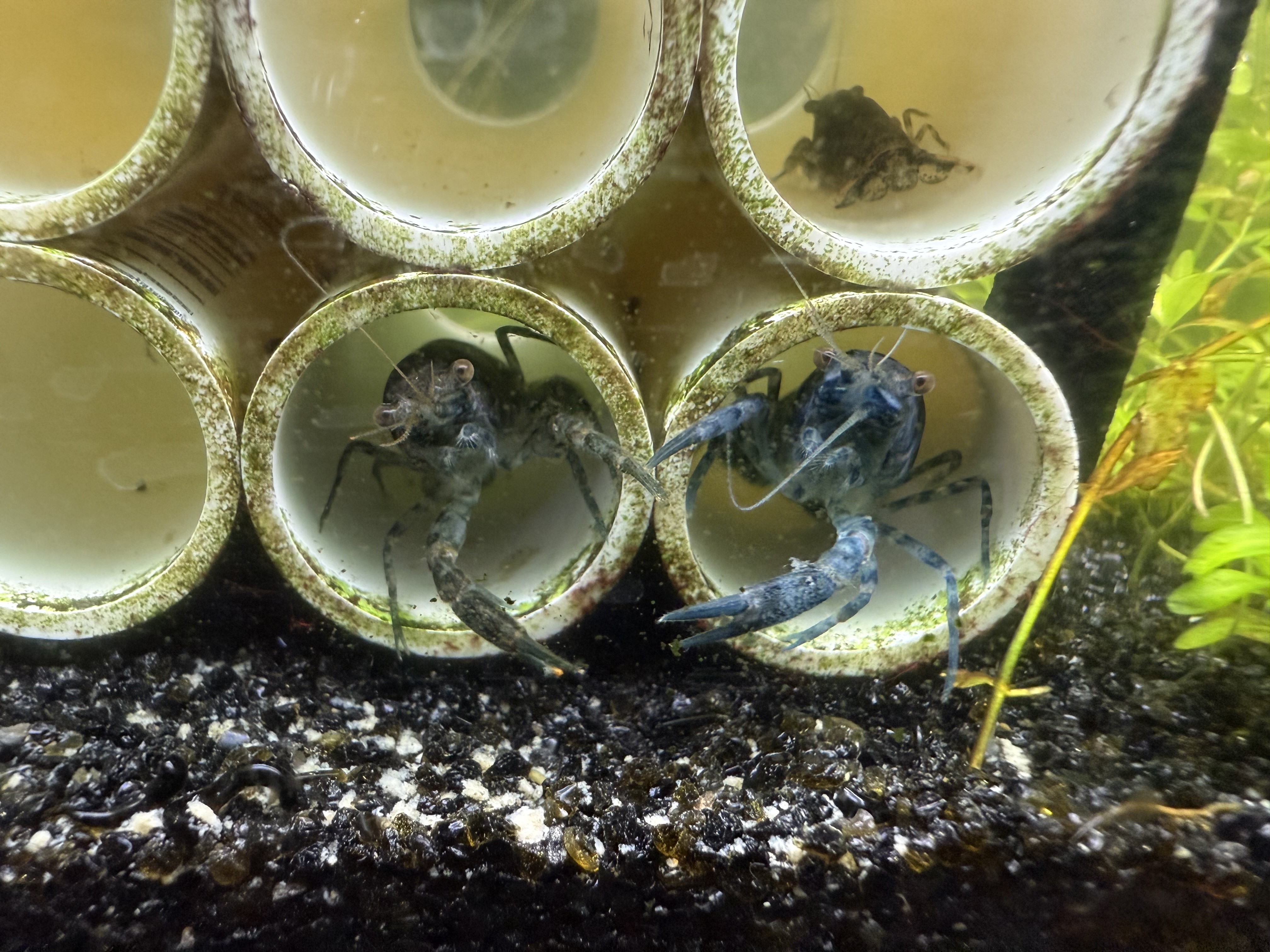 Blue Brazos dwarf crayfish for sale