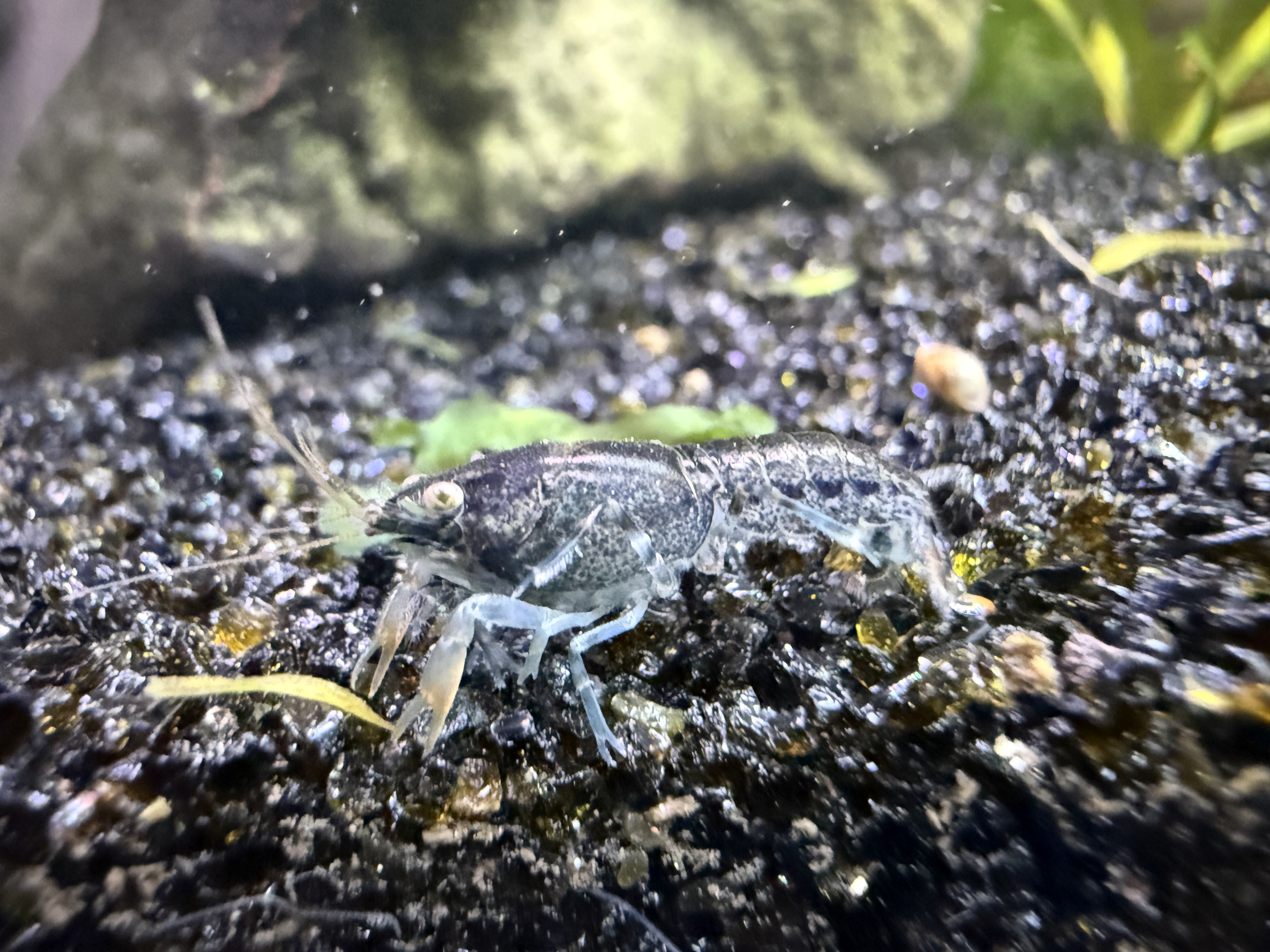 Dark Brazos dwarf crayfish
