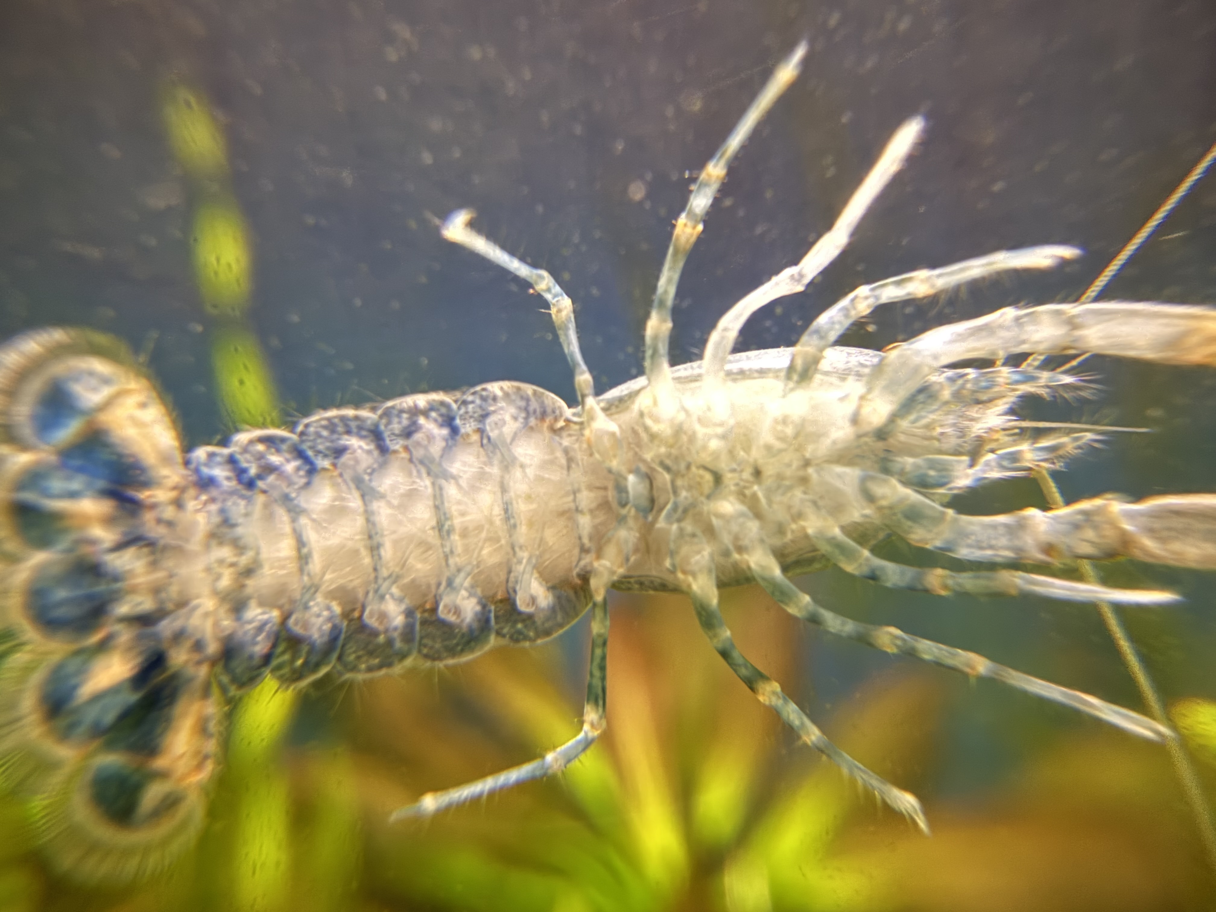 Domestic dwarf crayfish detail