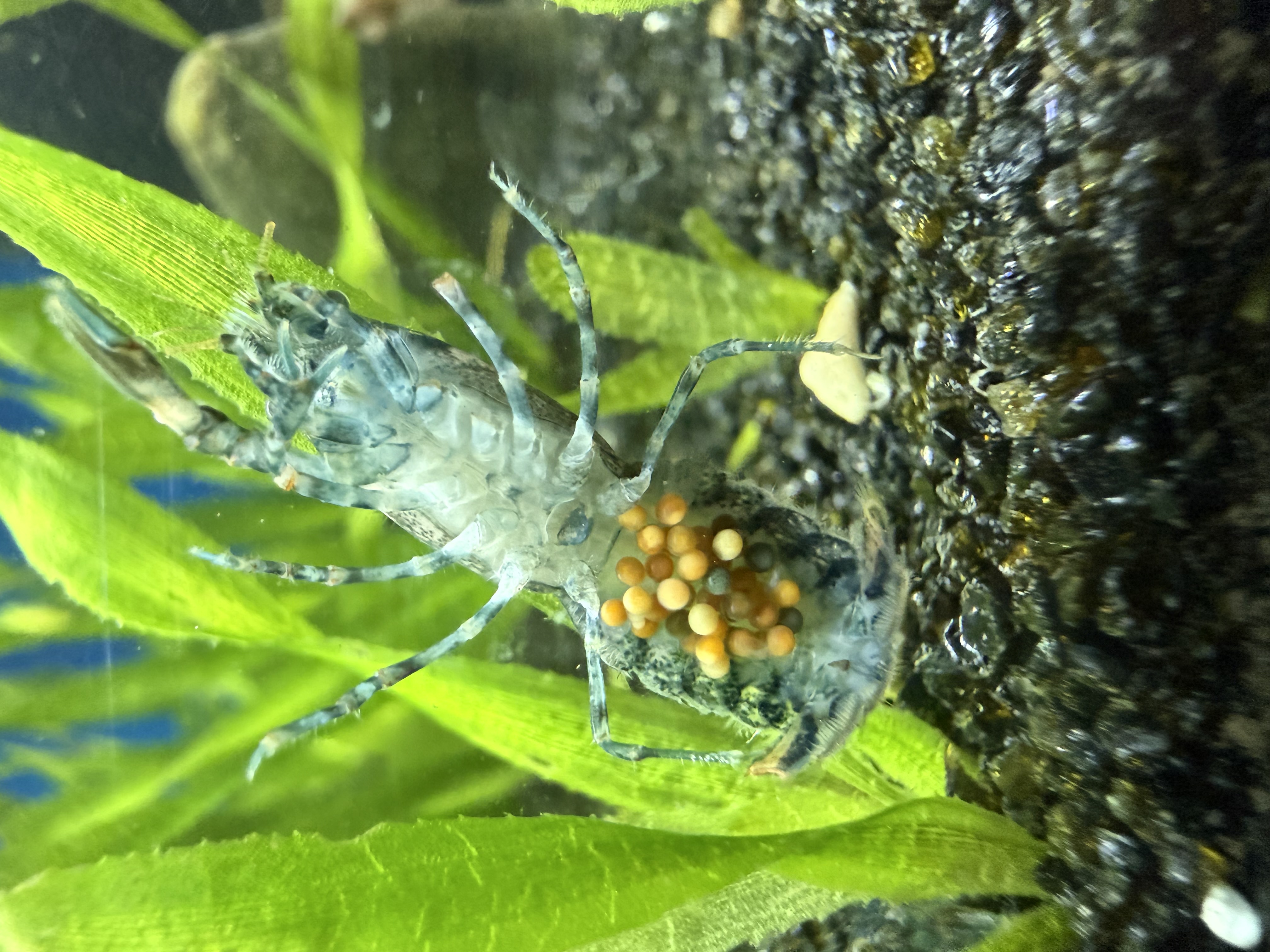 Berried female dwarf crayfish