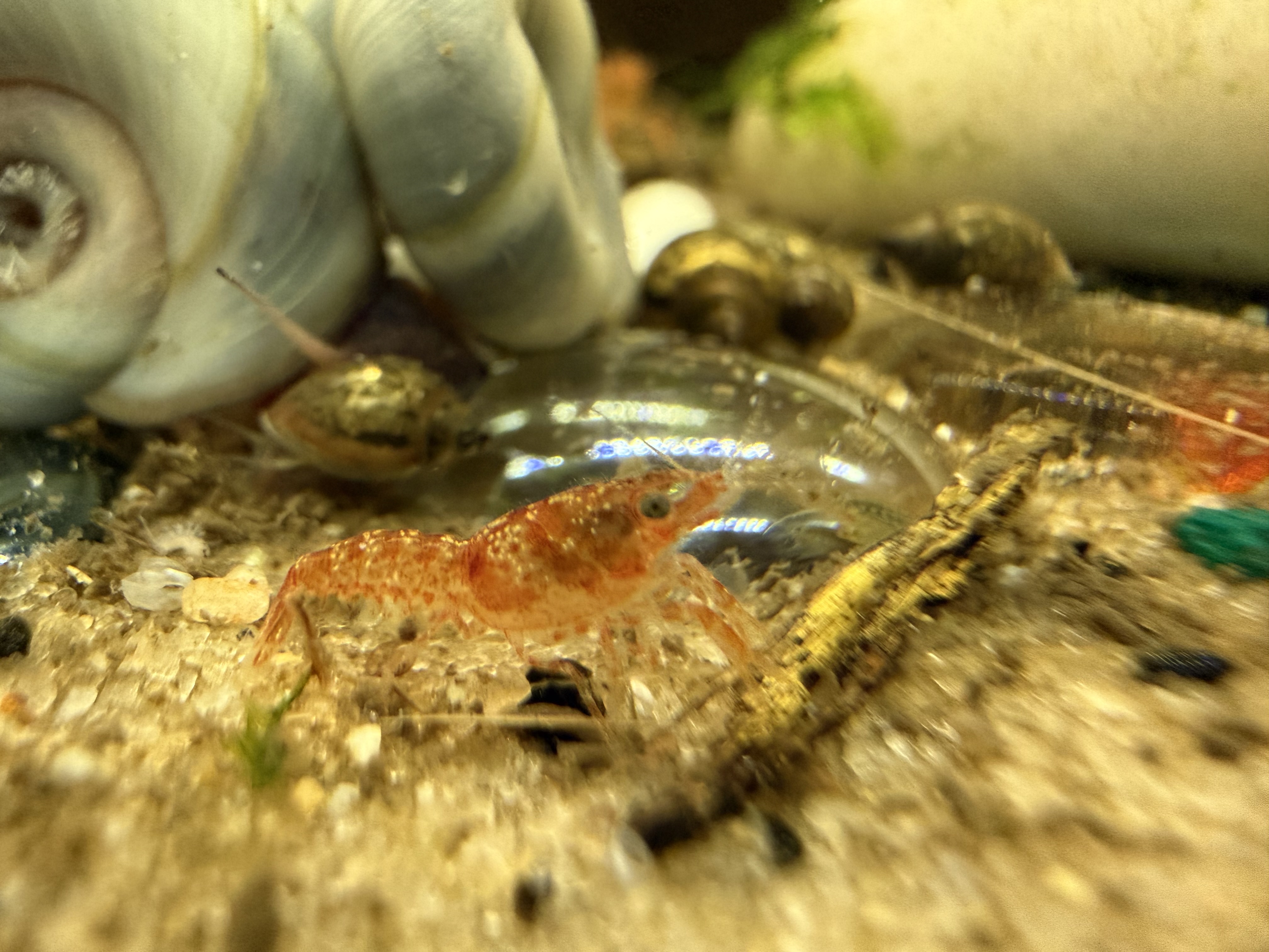 CPO Mexican dwarf crayfish detail