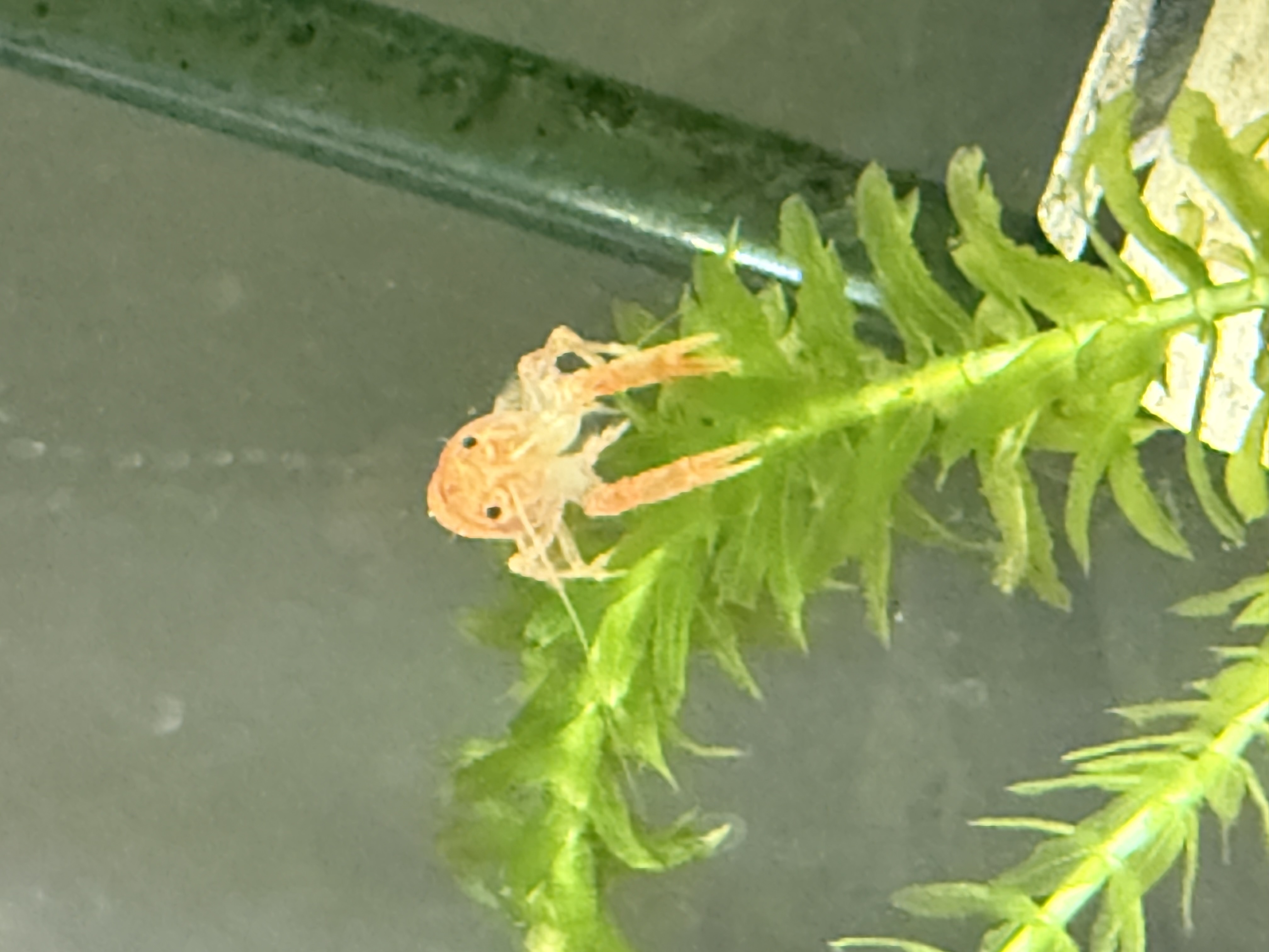 Domestic dwarf crayfish breeding tank