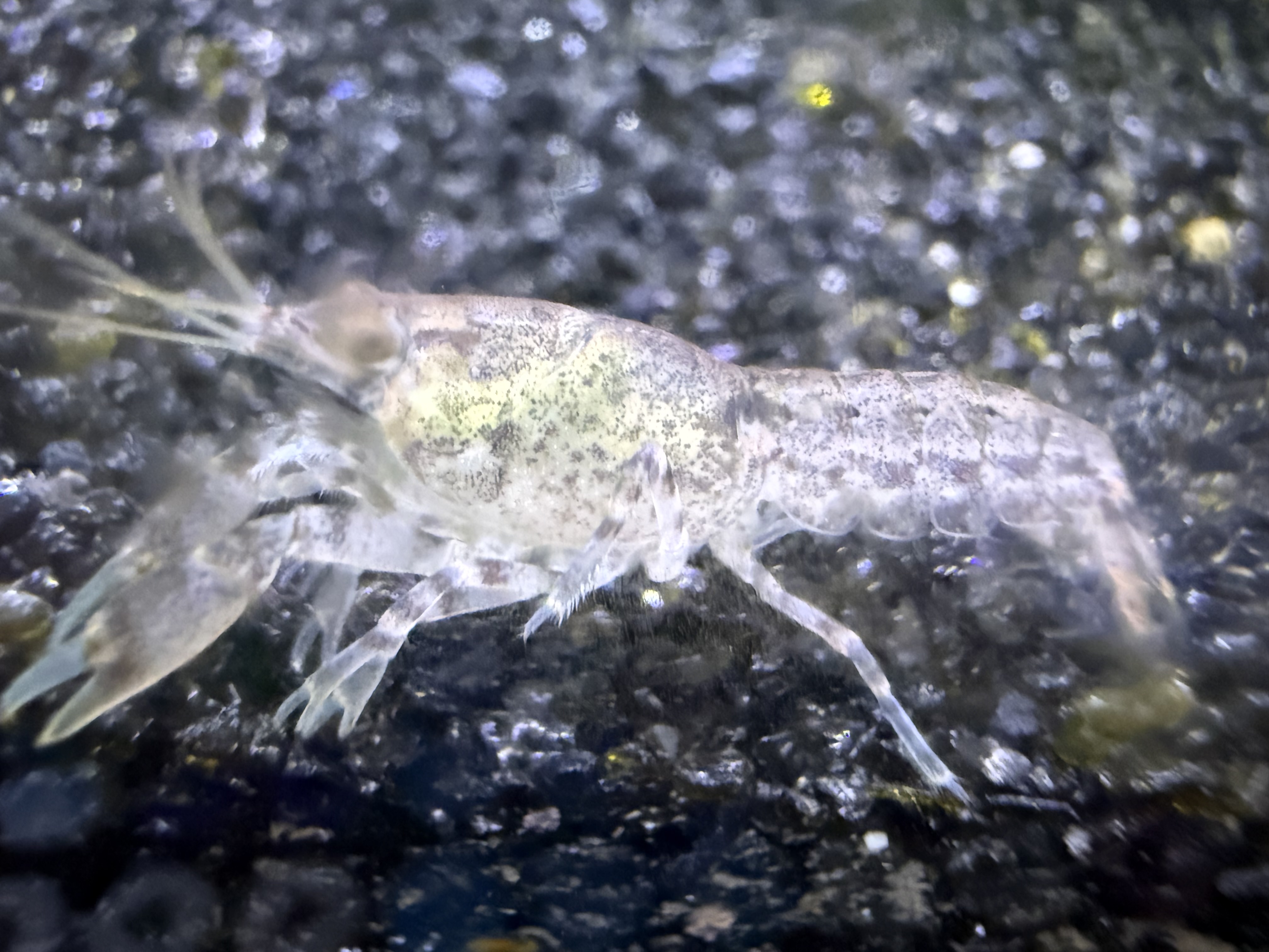 Blue Brazos dwarf crayfish for sale