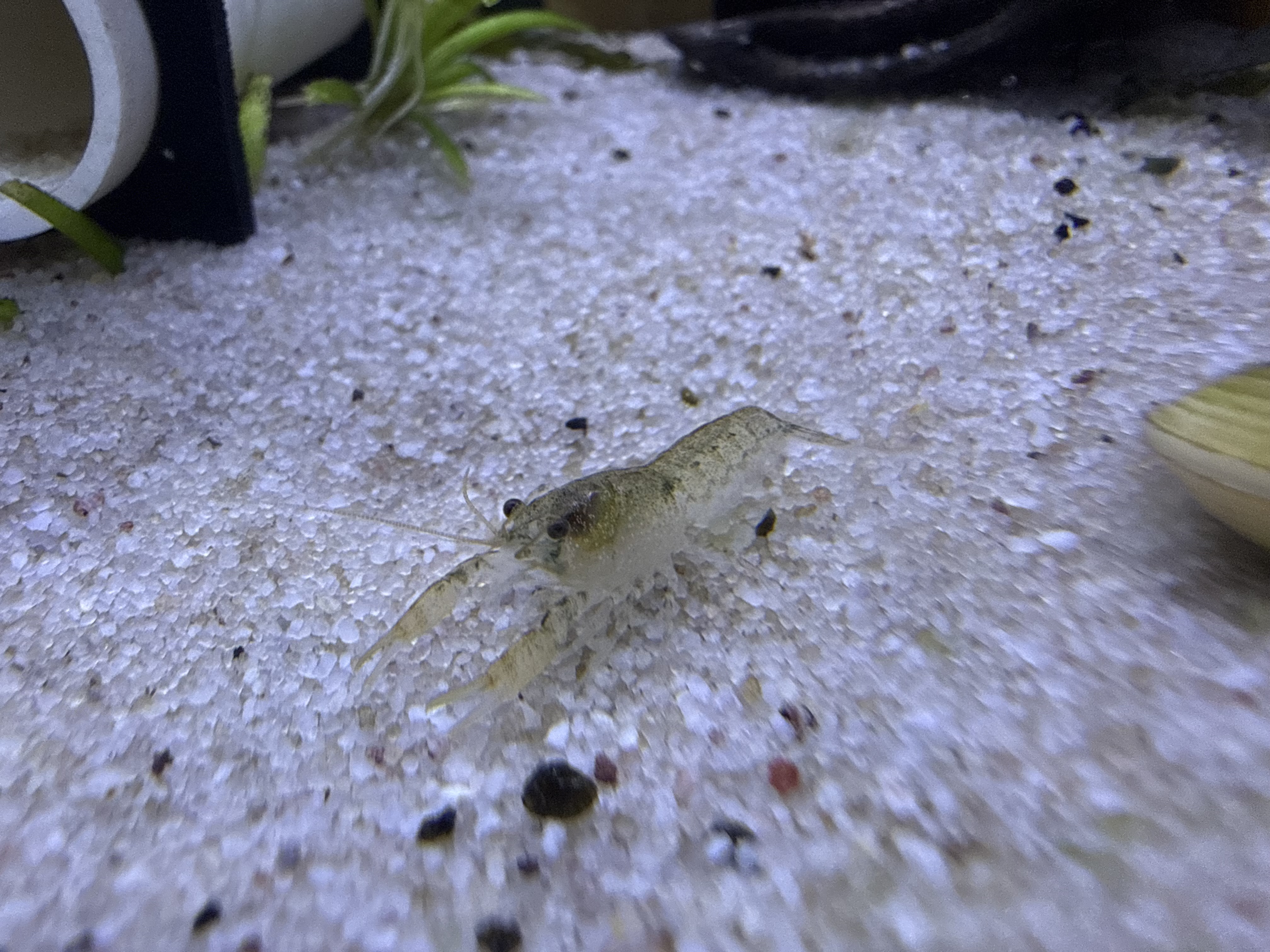 Blue Brazos dwarf crayfish for sale
