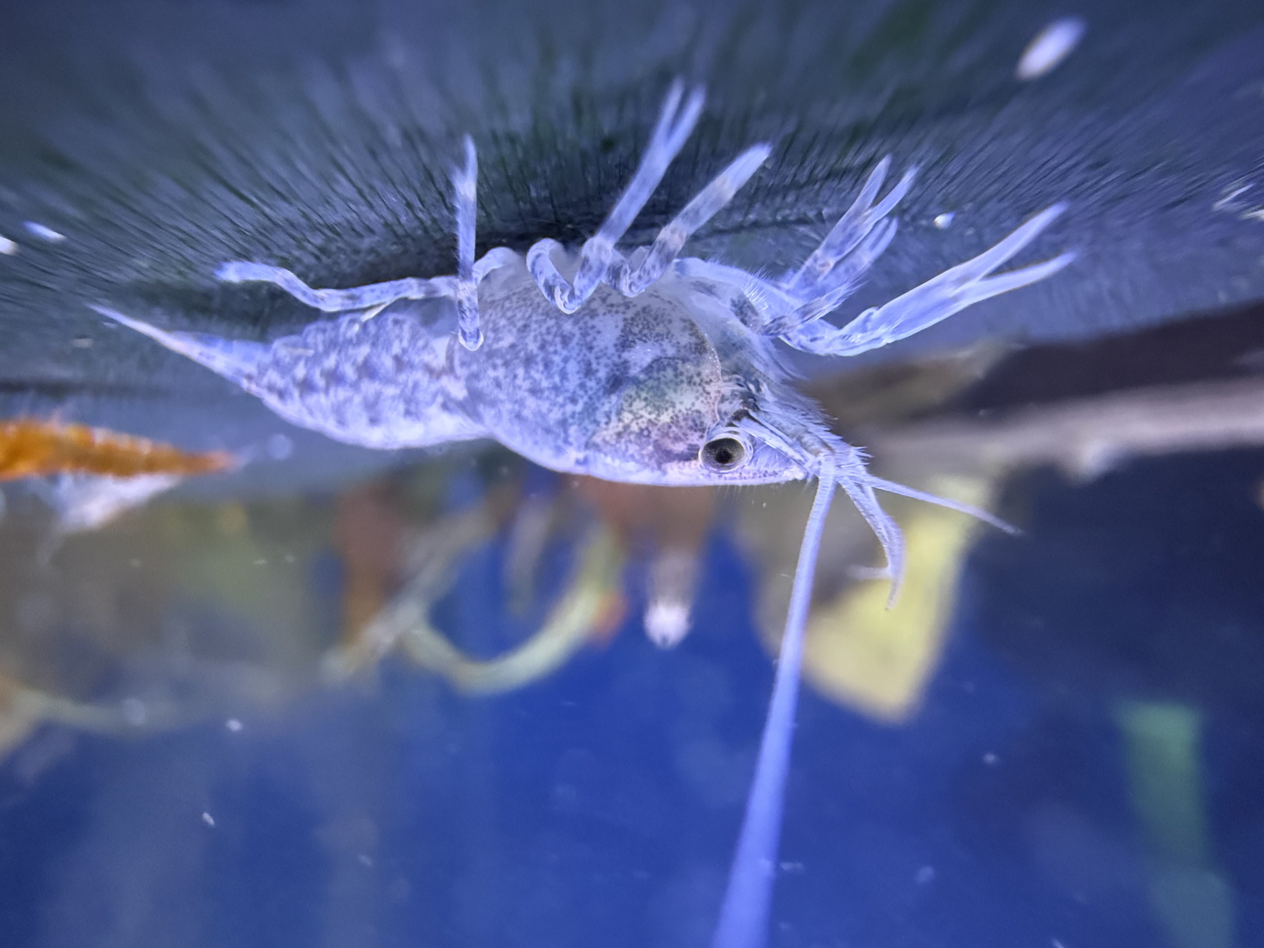 Blue Brazos dwarf crayfish, Cambarellus texanus