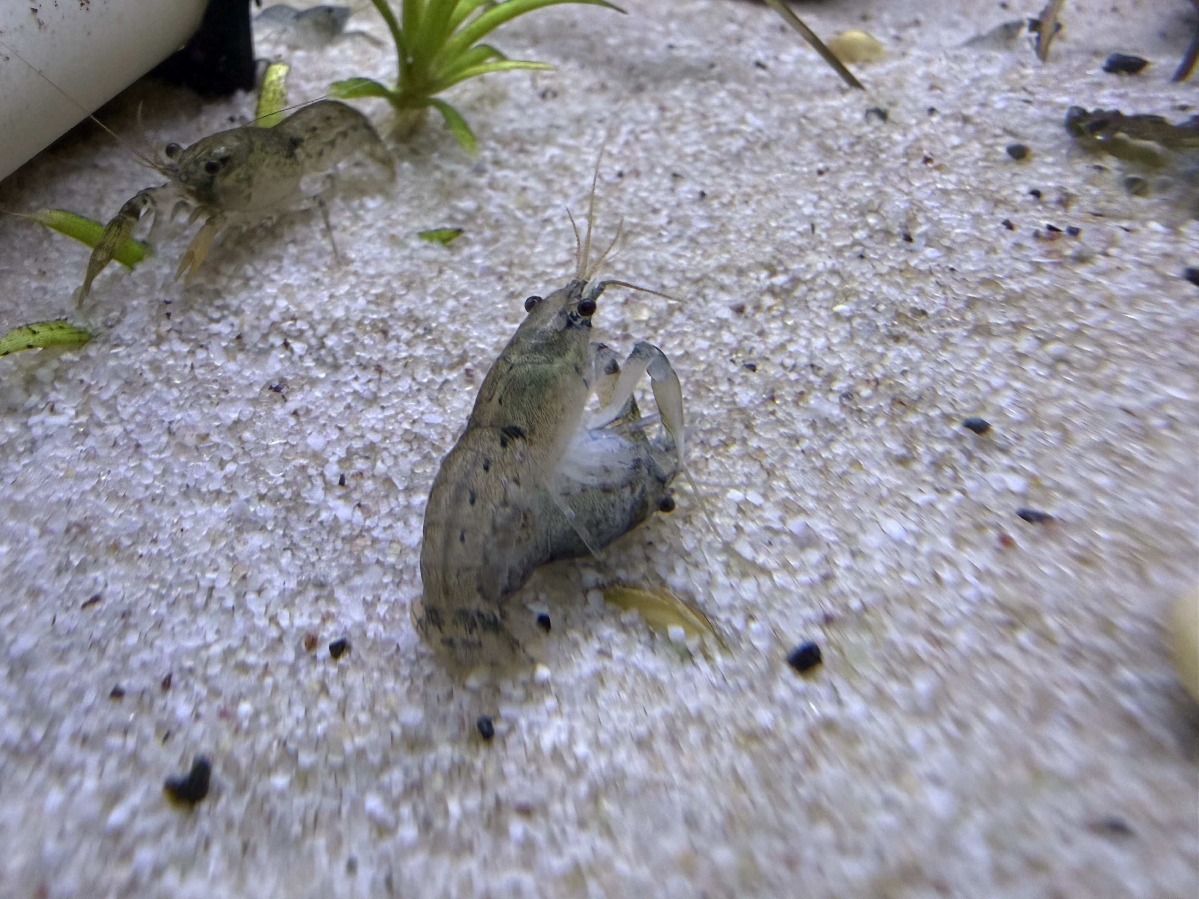 Blue Brazos dwarf crayfish breeding