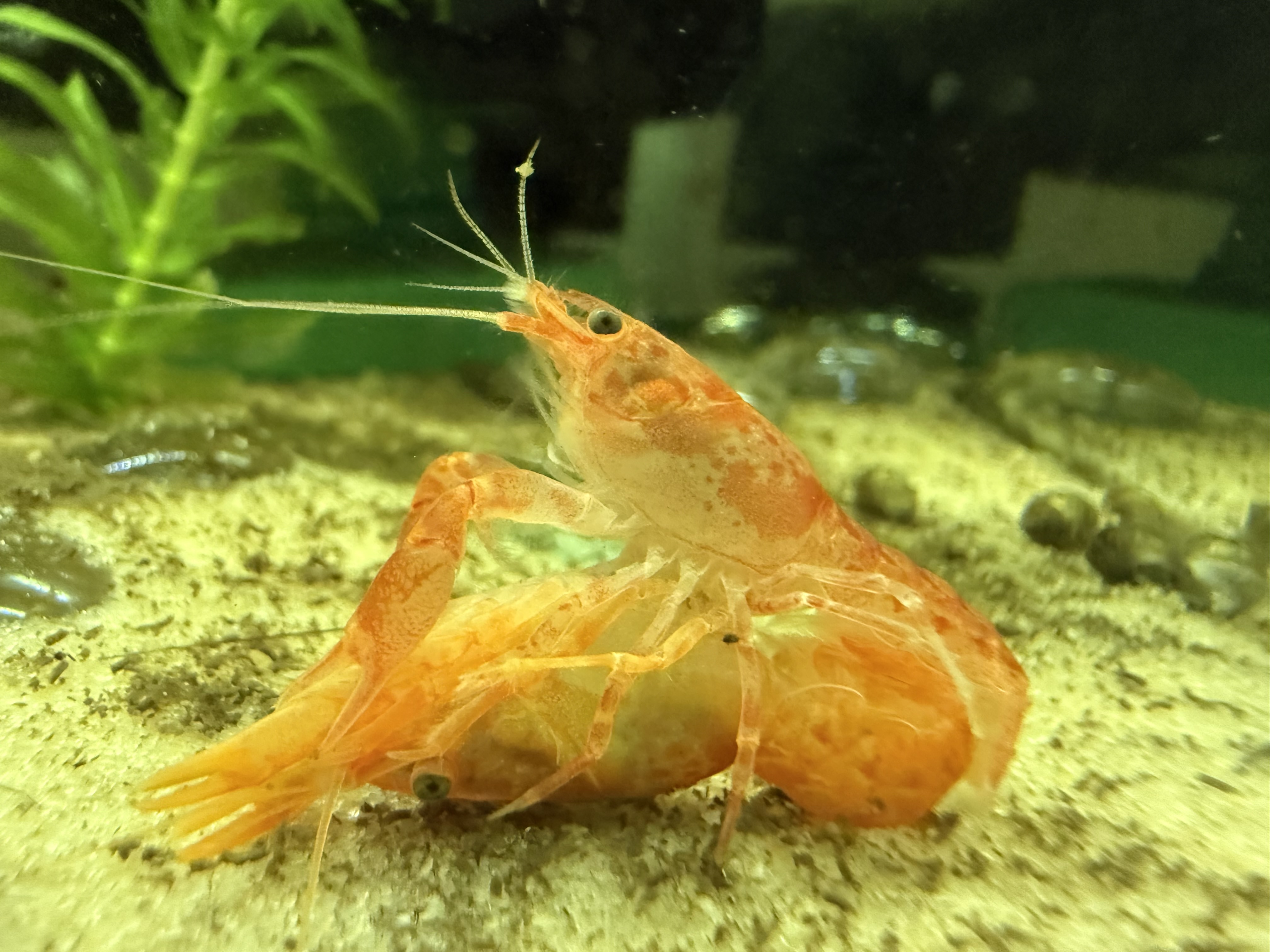 CPO dwarf crayfish breeding