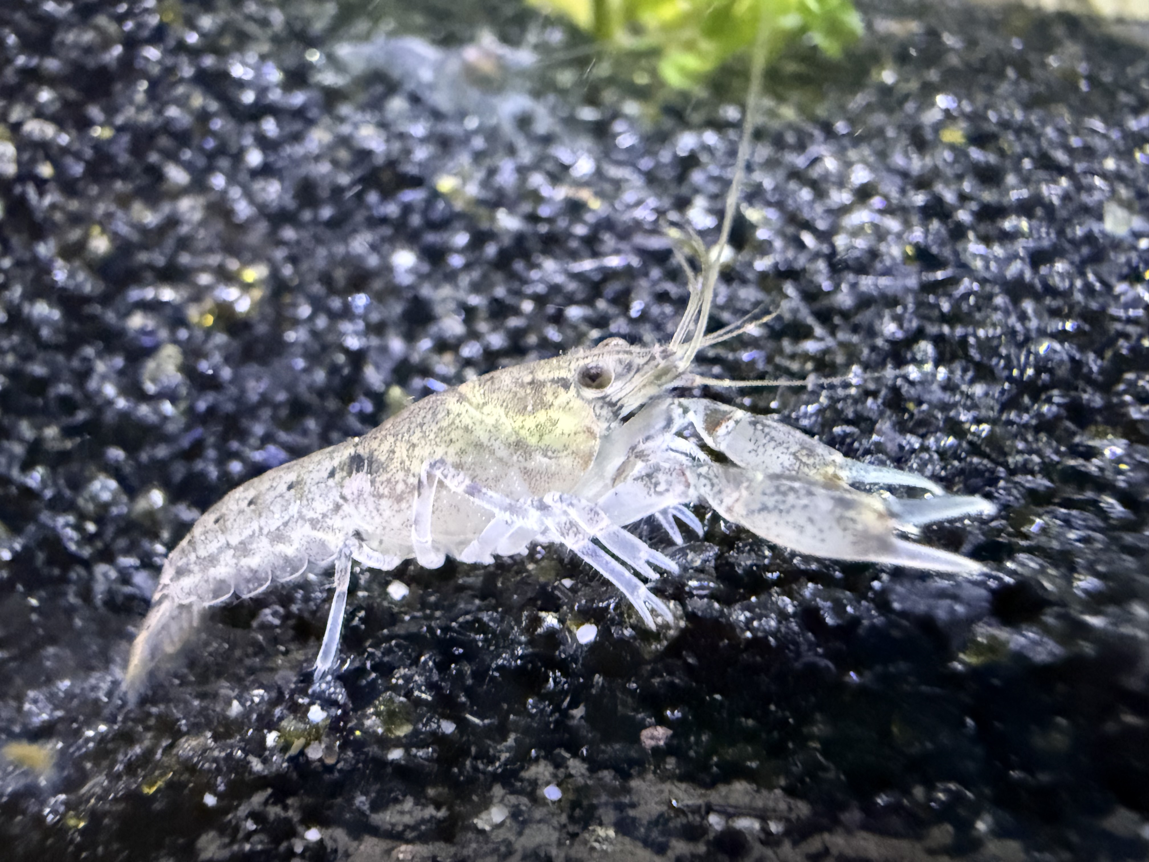 Light Brazos dwarf crayfish