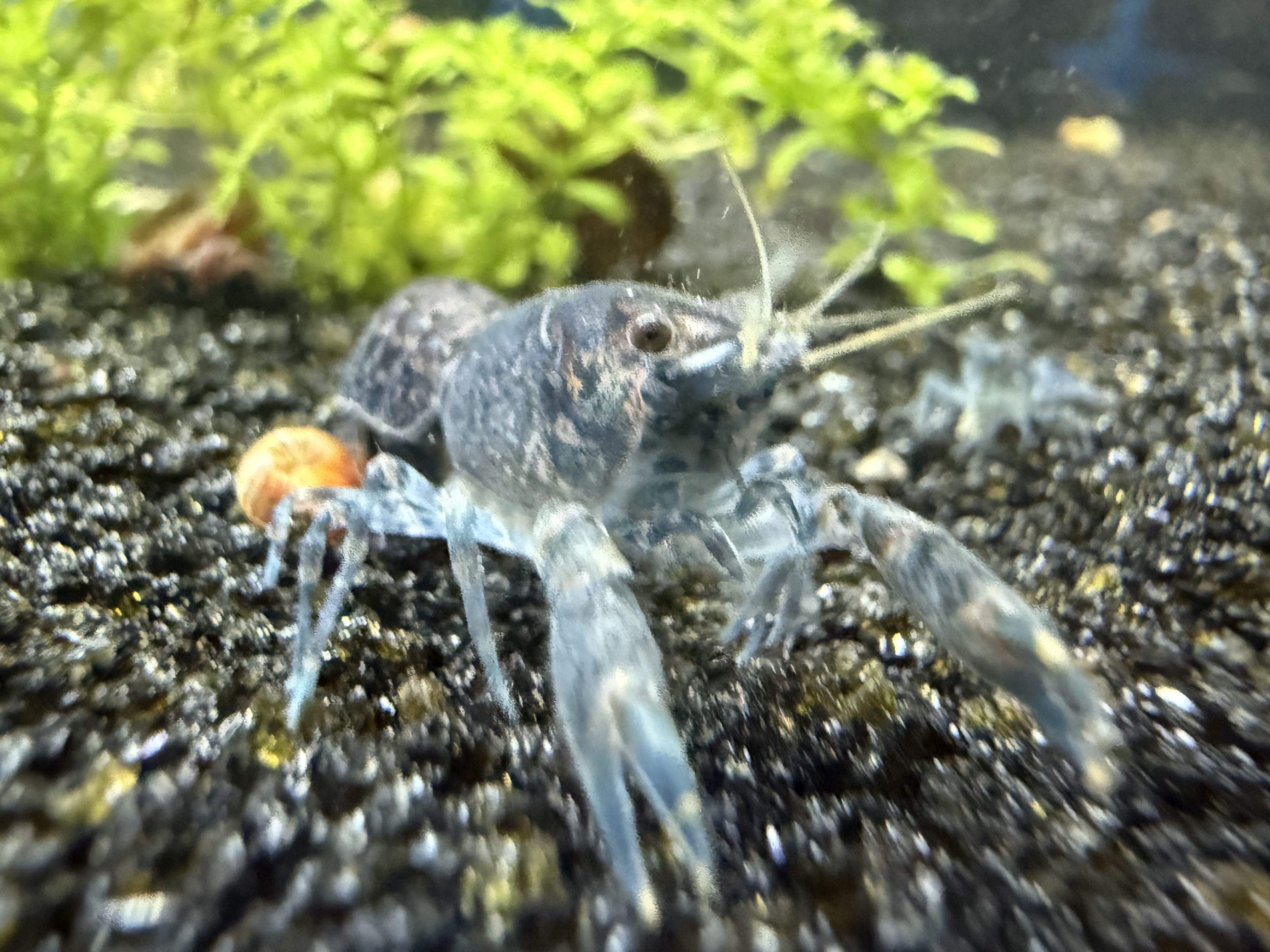 Cambarellus diminutus dwarf crayfish detail