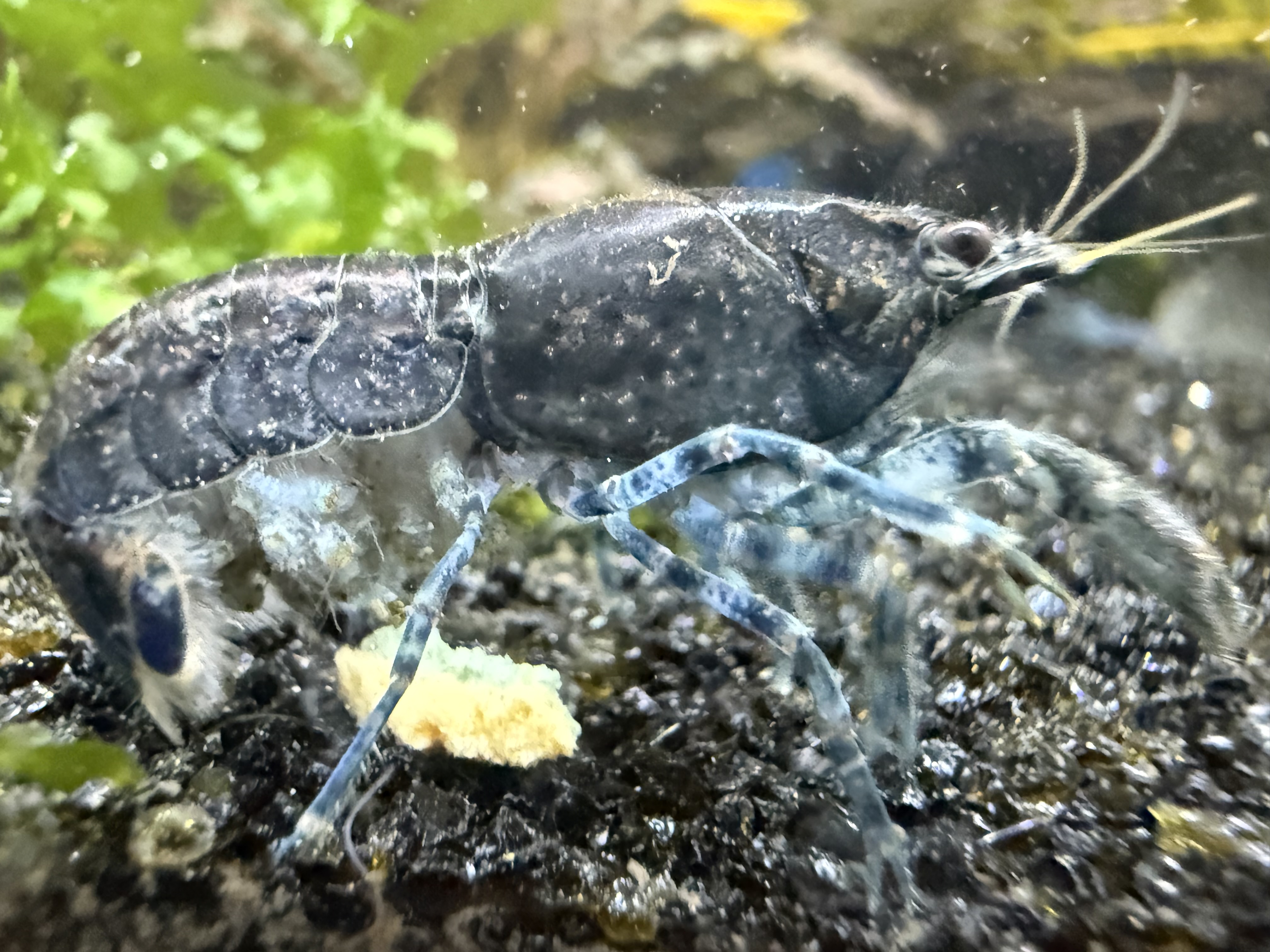 Cambarellus diminutus dwarf crayfish detail