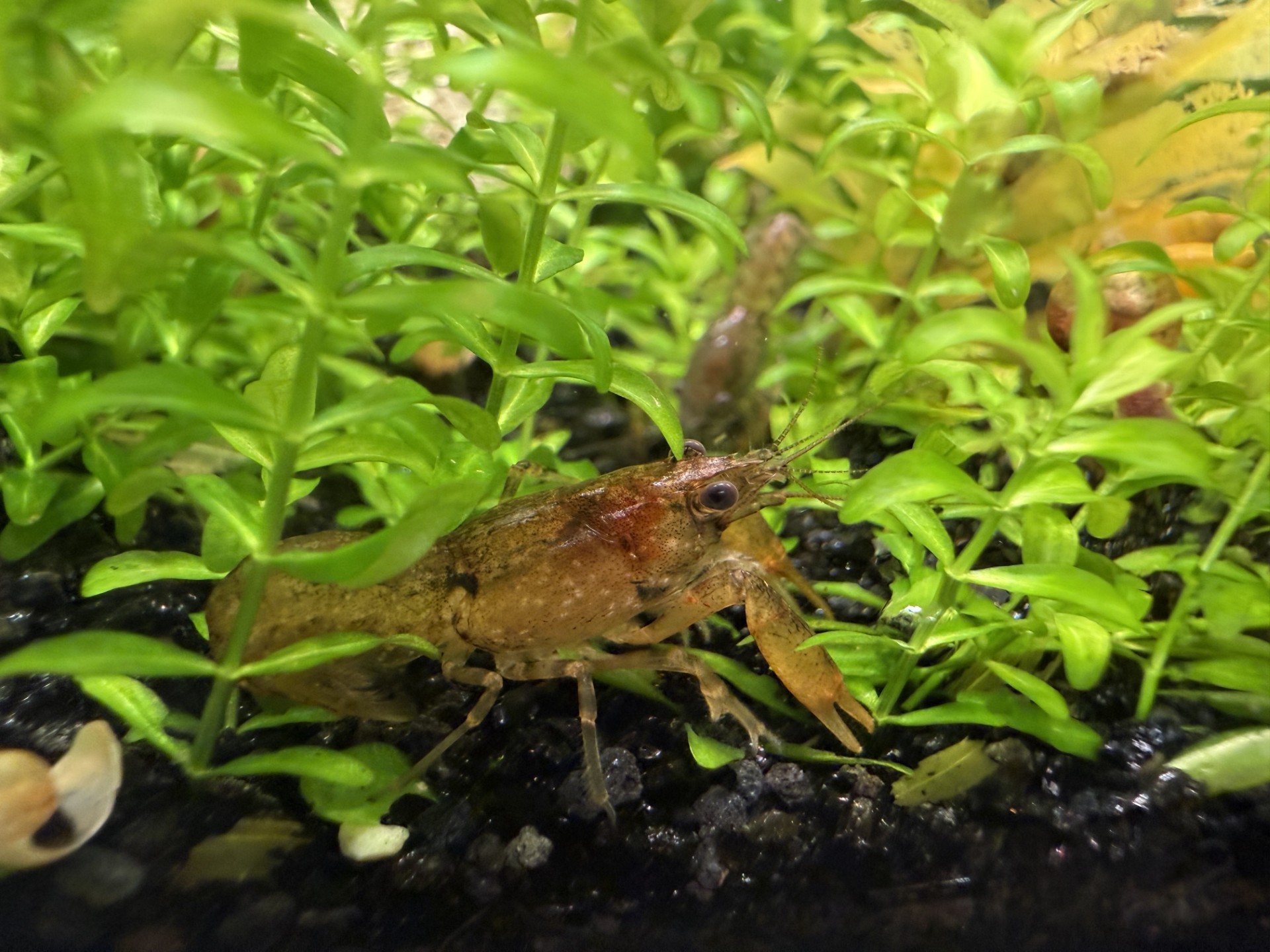 Cajun crayfish, Cambarellus shufeldtii, in a planted aquarium