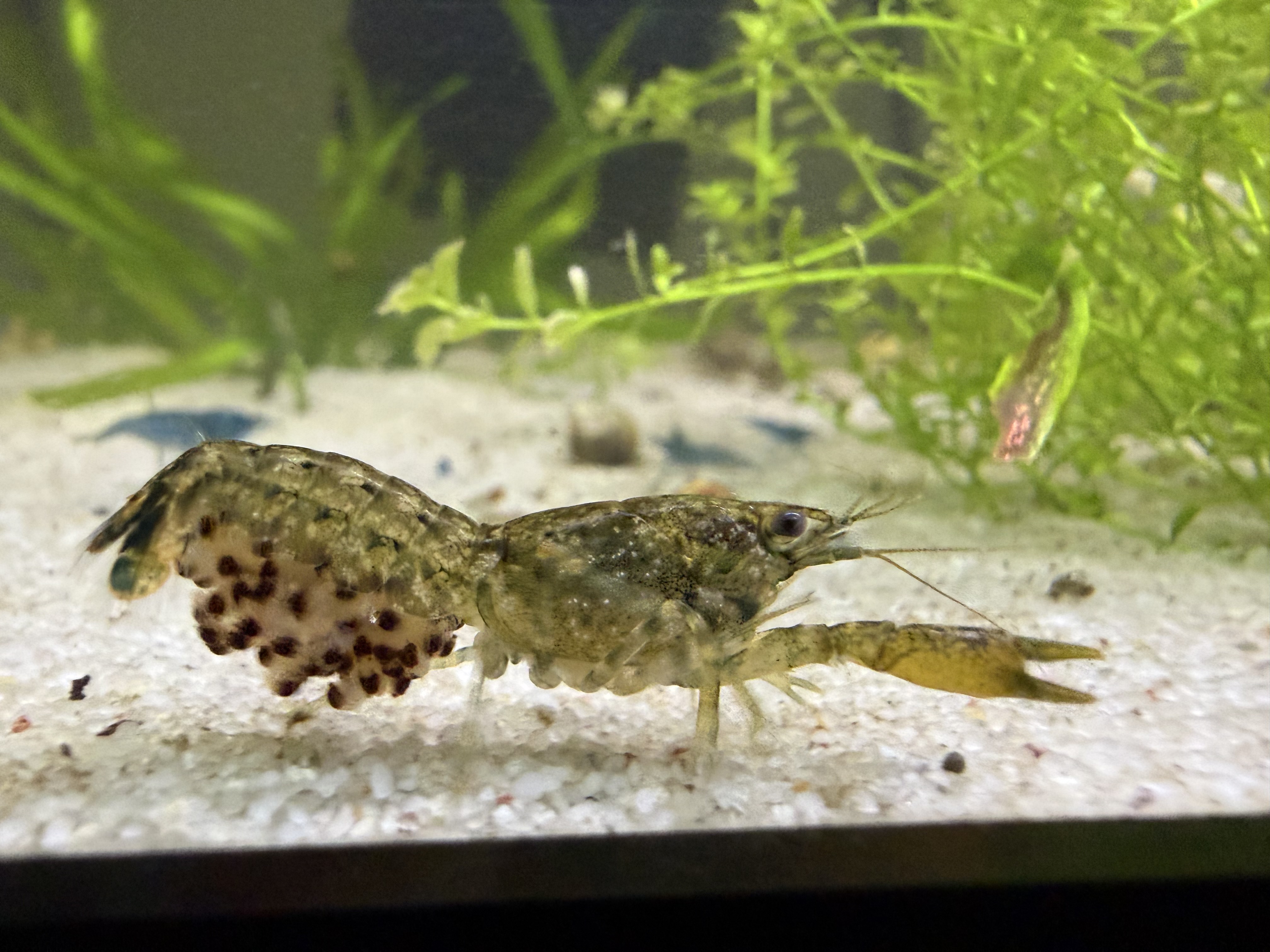 Cajun crayfish, Cambarellus shufeldtii