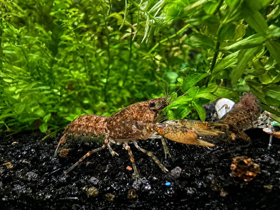 Cajun dwarf crayfish