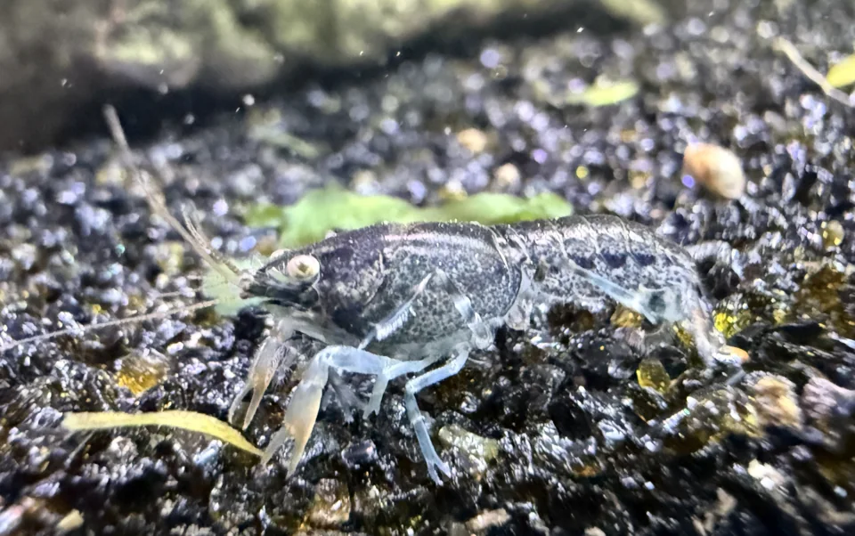 Dark Brazos dwarf crayfish showing its darker natural coloration