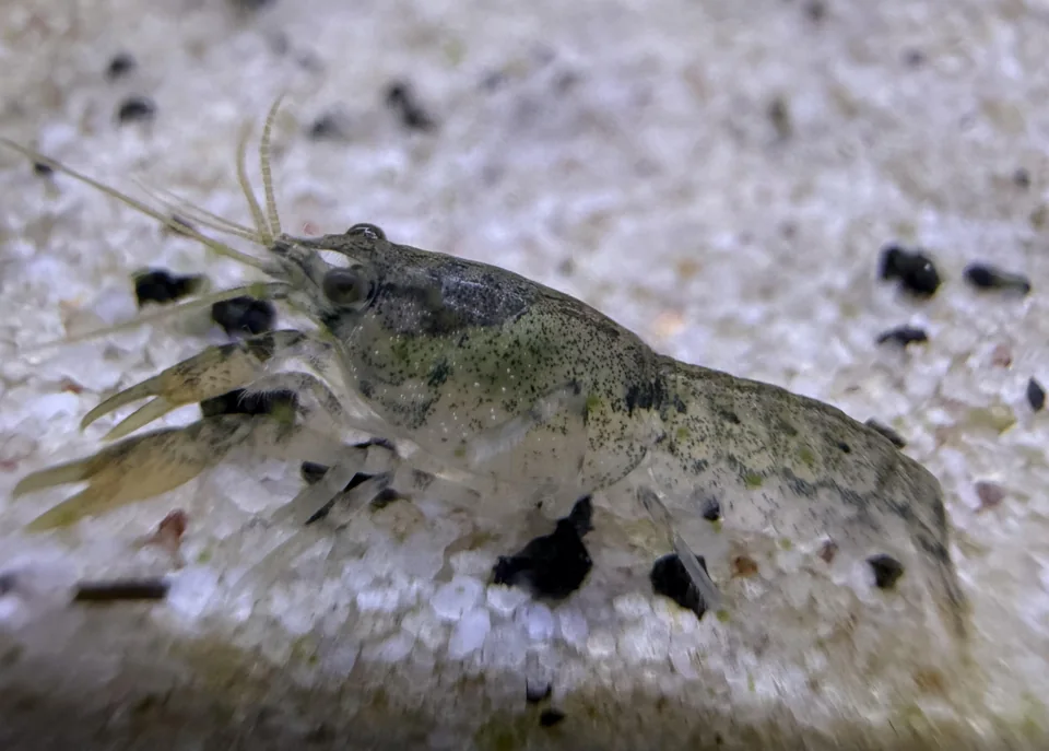 Least dwarf crayfish