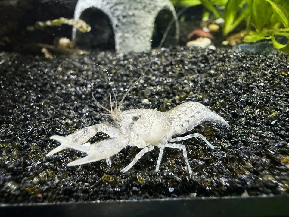 Pale Light Brazos dwarf crayfish on dark gravel