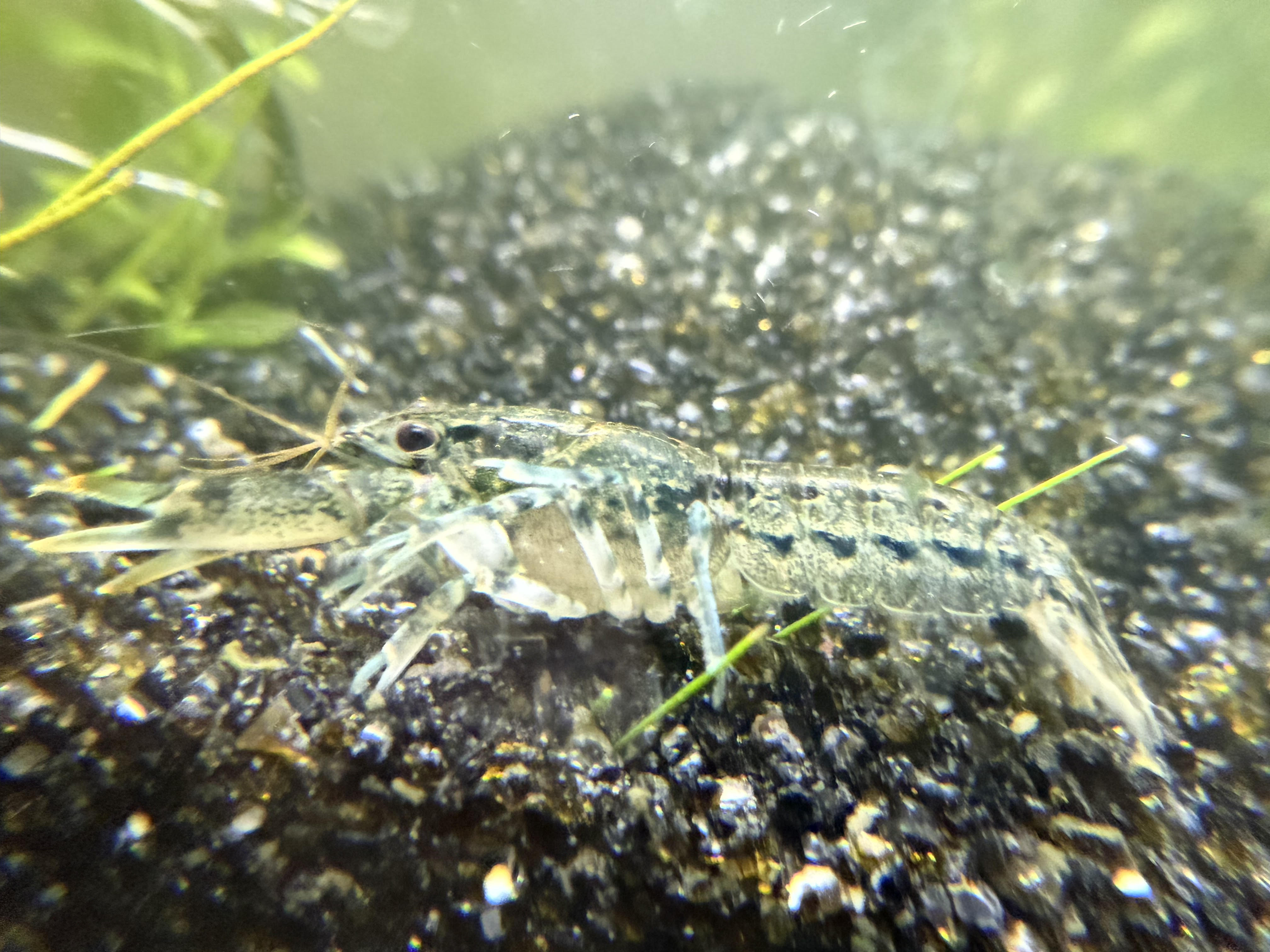 Cambarellus diminutus dwarf crayfish detail
