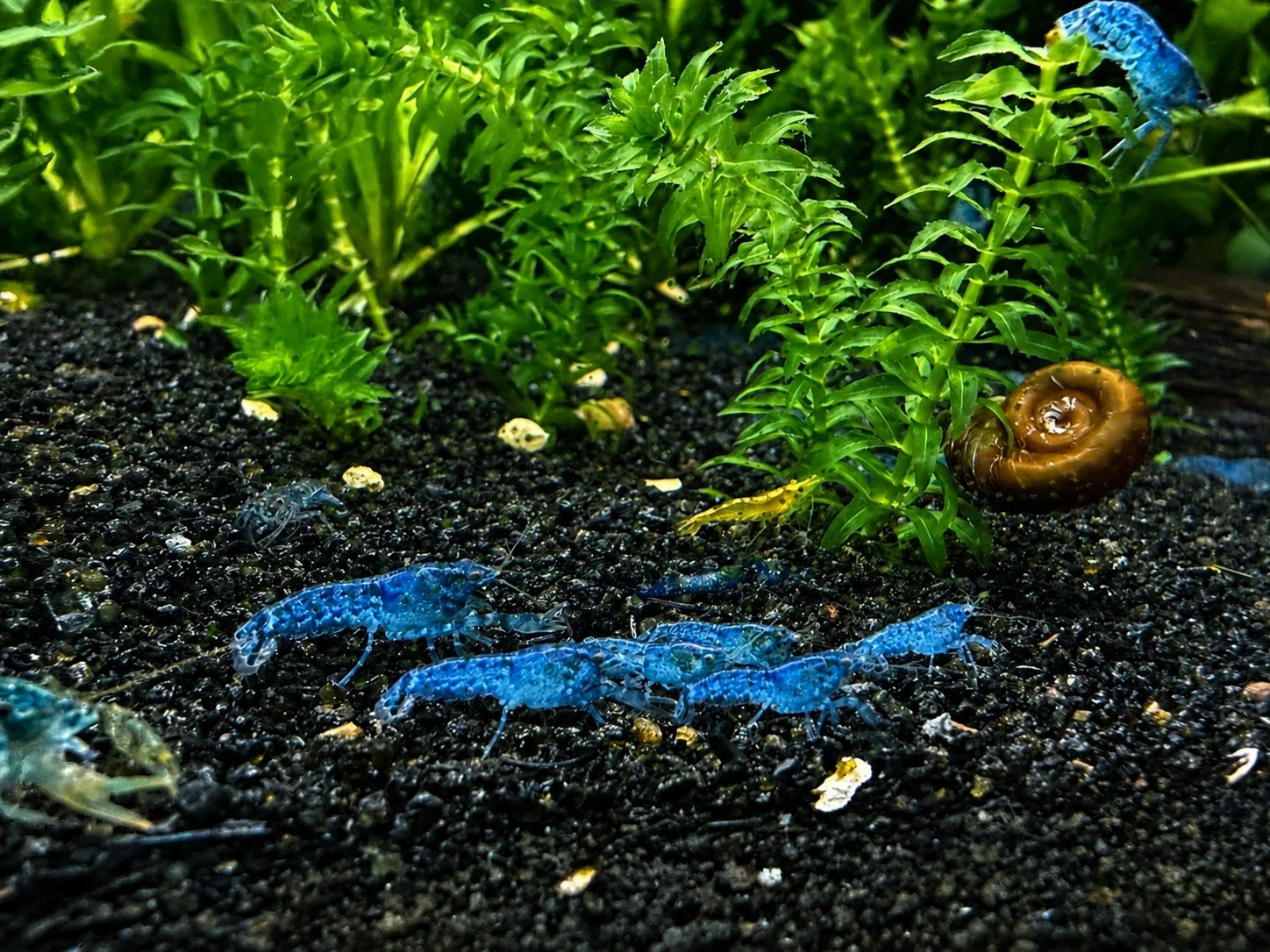 Group of Blue Brazos dwarf crayfish, Cambarellus texanus