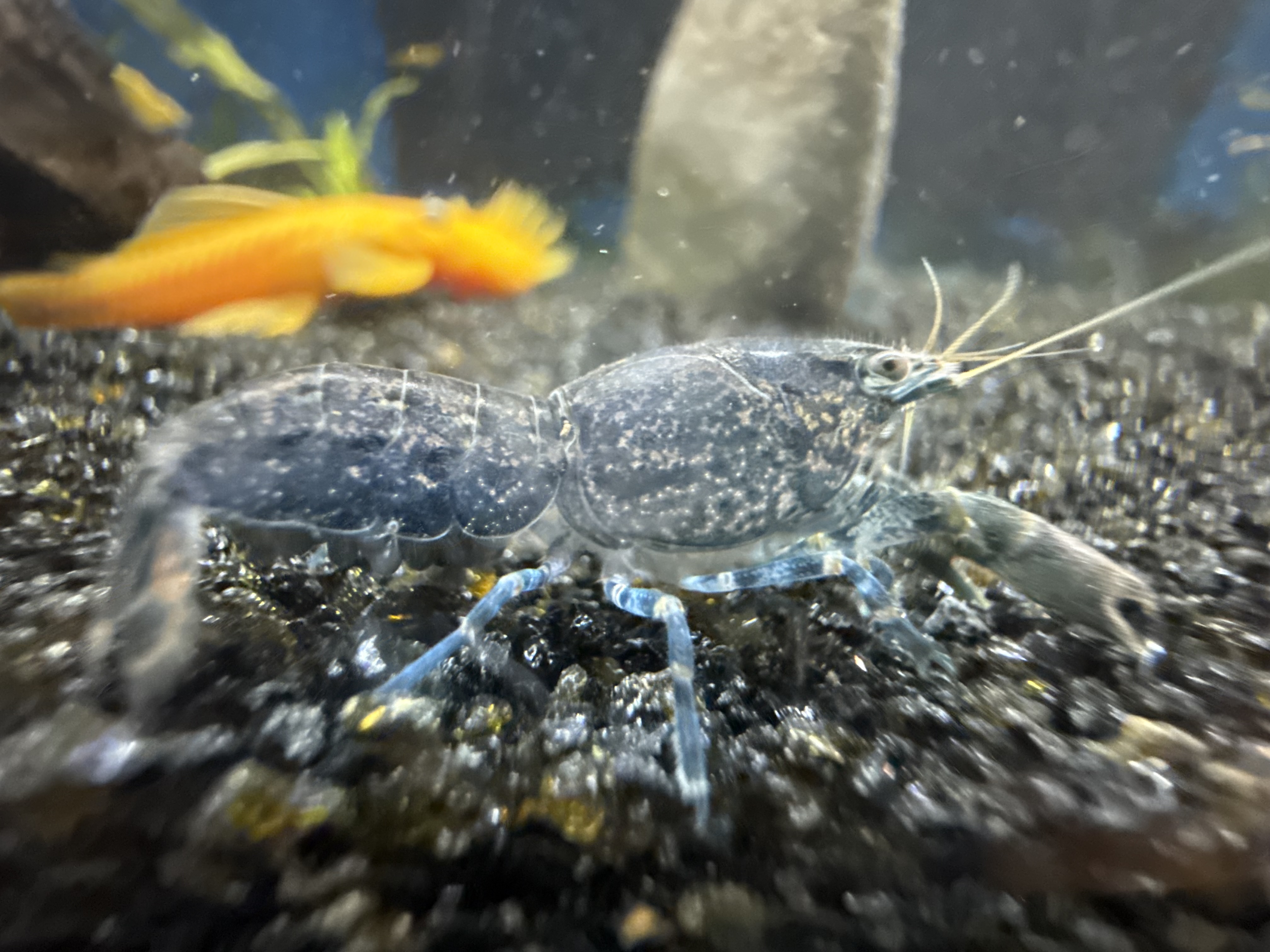 Blue Brazos Dwarf Crayfish
