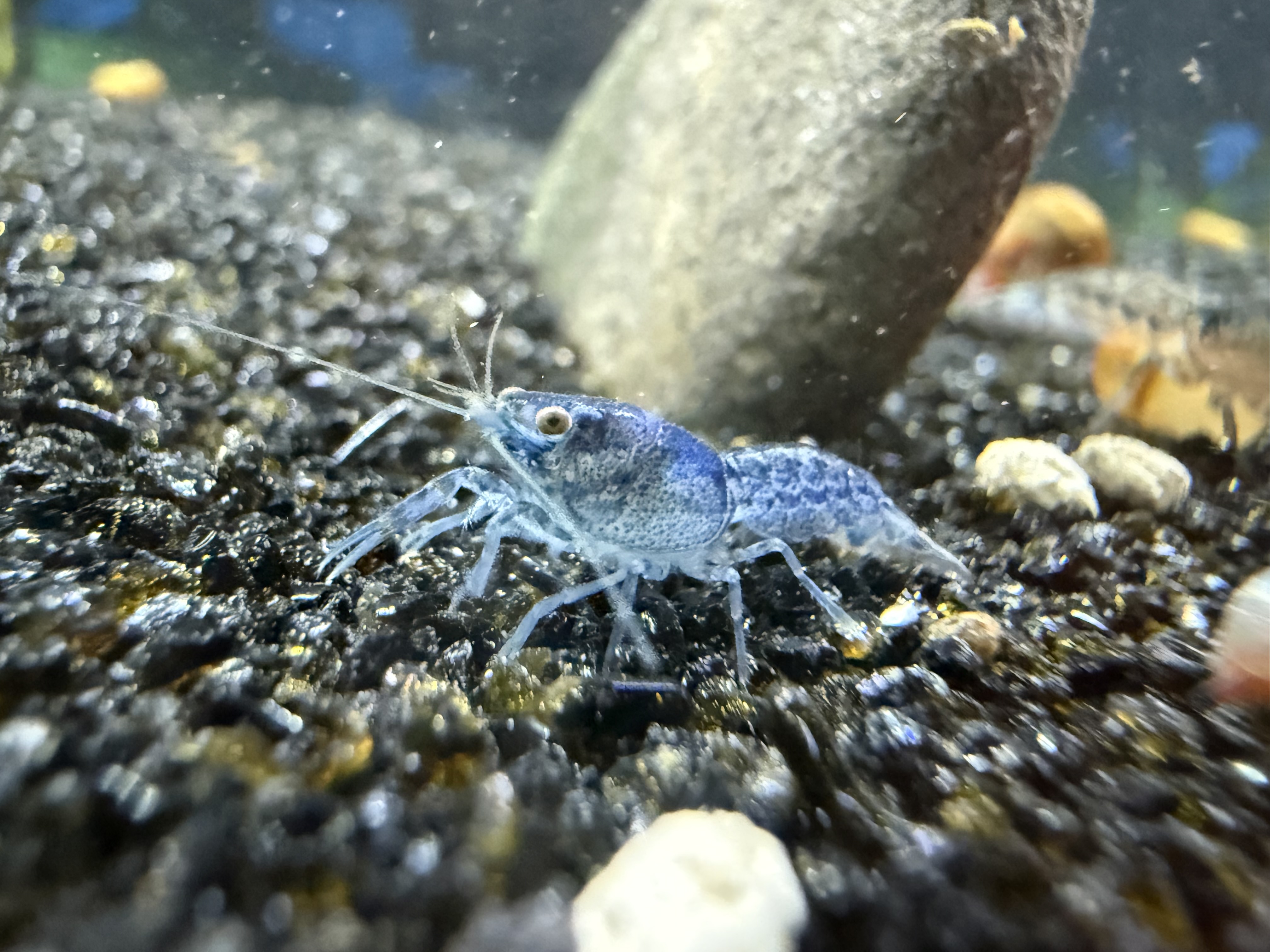 CPO crayfish